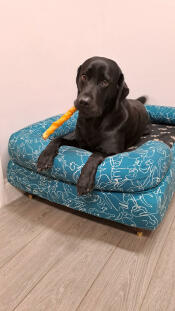 A dog sat in the Bolster dog bed in Doodle Dog print