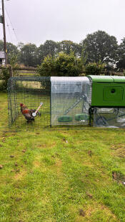 The Eglu Cube chicken coop with clear covers attached to the run.