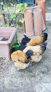 Three chickens drinking from the green Eglu Cube Drinker.