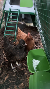 The green chicken drinker attached to the inside of the run