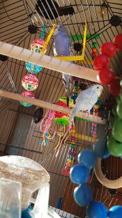 Birds enjoying the Omlet Geo Bird cage.