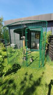 Three cats playing in a catio