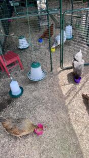 Chickens in their walk in run separated by a partition.