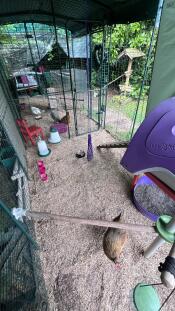 A partition installed in a chicken walk in run.
