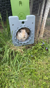 A rabbit looking out of the Zippi tunnel door
