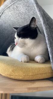 Black and white cat relaxing on Freestyle bamboo platform with felt den and yellow woven cushion.