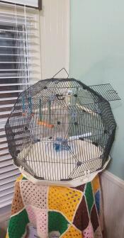 An empty Geo bird cage in the corner of a room.