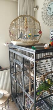 geo bird budgie cage on top of a large bird cage