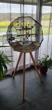 a geo bird budgie cage on a tall stand with many accessories inside in a home