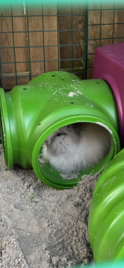 A rabbit sitting in the green Zippi tunnel t-section.