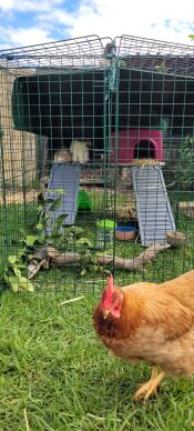 A chicken walking past the Zippi rabbit run.
