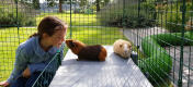 Girl and Guinea Pig Sniffing each other on Zippi Platforms inside of Omlet Zippi Guinea Pig Playpens