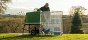 Owner looking over his chickens inside the Eglu Go UP run with clear cover on top