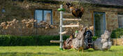 Chicken flock playing with chicken toys and perching in the Garden Freestanding Chicken Perch Tree