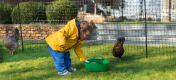 Girl feeding chickens roaming free inside the Omlet Chicken Fencing.