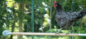 A chicken perch in the run allows your hens to rest their instinct, off the ground, on a perch