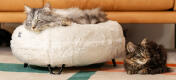 Cat resting on the luxurious soft Donut Cat Bed in Snowball White colour with Metal Black Hairpin Designer Feet