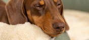 Dog Sleeping on Omlet Memory Foam Bolster Dog Bed with Luxury Soft Dog Blanket