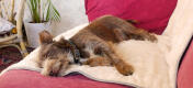 Dog Sleeping on Luxury Soft Dog Blanket