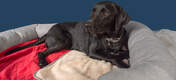Dog Laying on Red Omlet Luxury Soft Dog Blanket