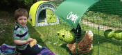 A boy watching chickens inside the Eglu chicken run