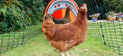 Two chickens standing in the orange Eglu Classic chicken coop.