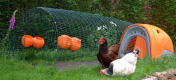 An orange Eglu Classic with two chicken standing outside it.