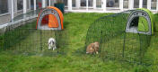 Two rabbits living inside an orange and freen Eglu Rabbit Hutch