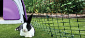 A black and white rabbit relaxing in her Eglu Rabbit hutch