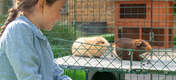 Two Guinea Pigs on Zippi Platforms being watched by girl inside of Omlet Zippi Guinea Pig Playpen
