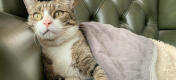Cat in Omlet Luxury Soft Cat Blanket