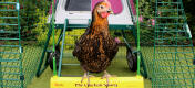 A Miss pepperpot chicken sits on a 'chicken swing' in front of its Eglu Go up chicken coop