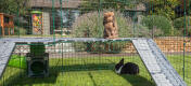Rabbit on Zippi Platforms with one underneath inside of Omlet Zippi Rabbit Playpen