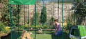 Expand your outdoor enclosure to provide even more space for your meerschwefts