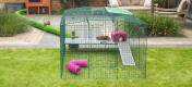 Omlet Zippi Guinea Pig Playpen with Zippi Platforms, Caddi Treat Holder, Purple Zippi Shelter and two Guinea Pigs