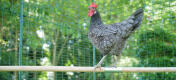 A proud chicken showing off its 2m long chicken perch.