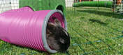 A rabbit inside a rabbit play tunnel in a extension kid connected with zippi tunnels