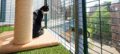 a cat stood on a cat tree in a walk in run cat balcony setup