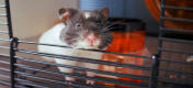 Close up of a hamster looking out from the Qute Hamster cage.