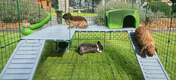 Three rabbits in Omlet Zippi Rabbit Playpen with Zippi Platforms