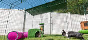 Rabbit in Zippi Rabbit Playpen with Green Zippi Shelter, Play Tunnel and Caddi Treat Holder