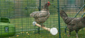 A bantam hen sits on a chicken perch in a Eglu Cube run.