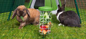 Rabbits in run of Omlet Green Eglu Go Hutch Run and Omlet Rabbit Caddi Treat Holder