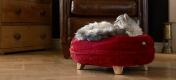 Cat relaxing on the Ruby Red Soft Donut Cat Bed with Square Wooden Feet