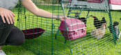 a woman attaching a purple feeder to the side of a chicken run