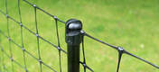 Top of the poles attached to the Omlet Chicken Netting.