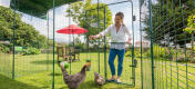 Lady opening the Chicken Walk in Run hi-rise Stable-Style Door with chickens inside