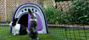 Bay and basil enjoy their Eglu Classic rabbit hutch and run