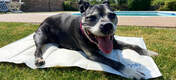 a happy dog cooling down from the sun on a cooling mat