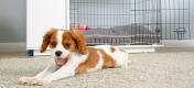 Puppy lying in a carpet